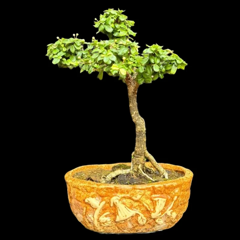 MALPIGHIA COCCIGERA HAVTHORN